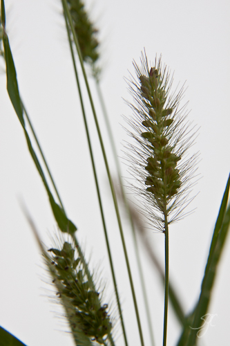Carex laxiflora-3
