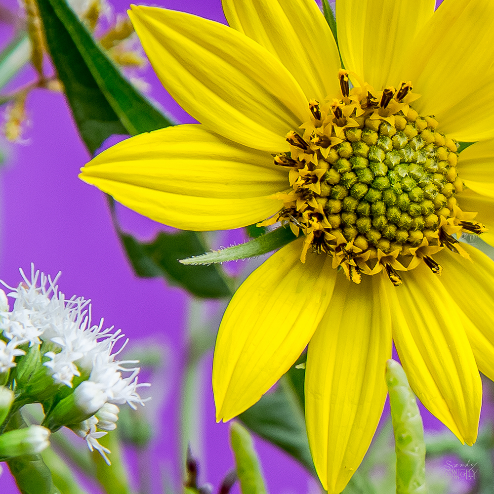 Woodland Sunflower, Helianthus strumosus